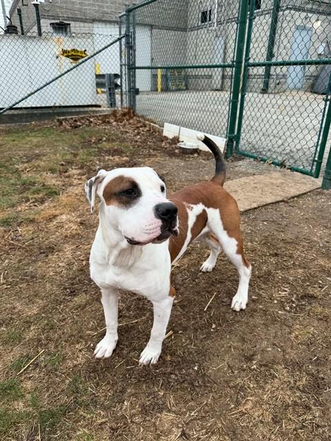 CONNOR, Adoptable, Young Male American Bulldog & Mixed Breed.