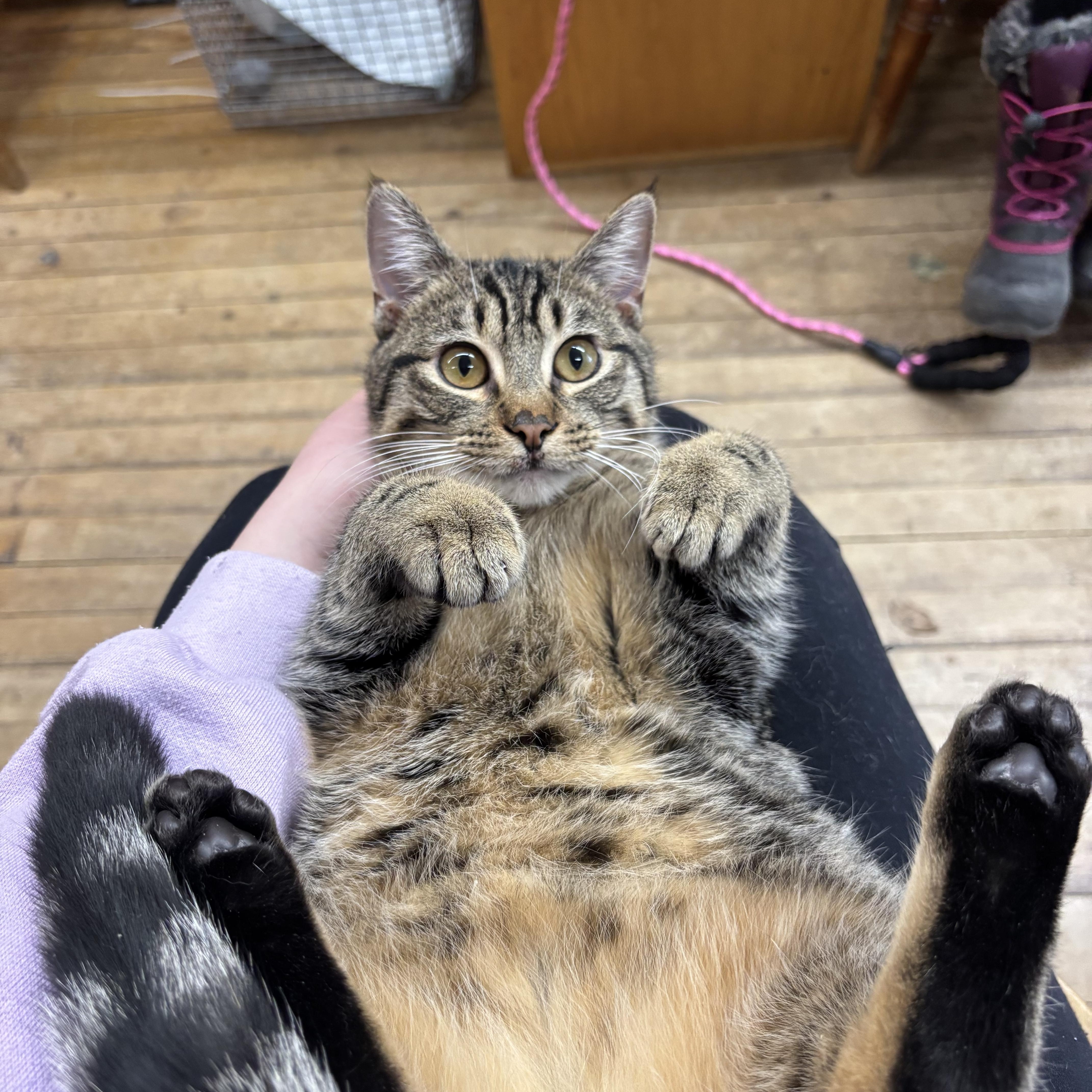 Enlarge Thor, a ADOPTABLE Domestic Short Hair in Coldwater, MI image 1/2