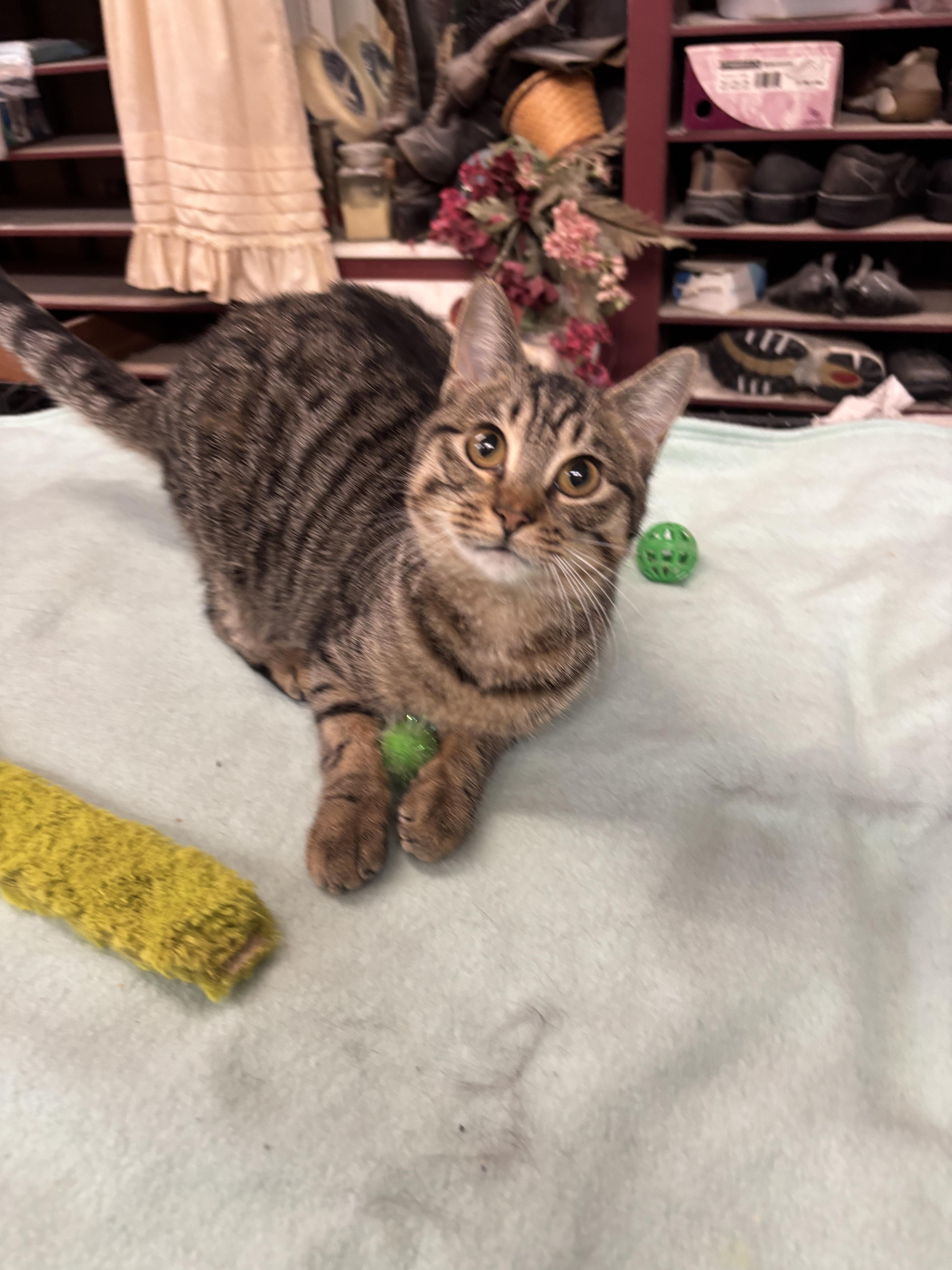 Enlarge Thor, a ADOPTABLE Domestic Short Hair in Coldwater, MI image 2/2