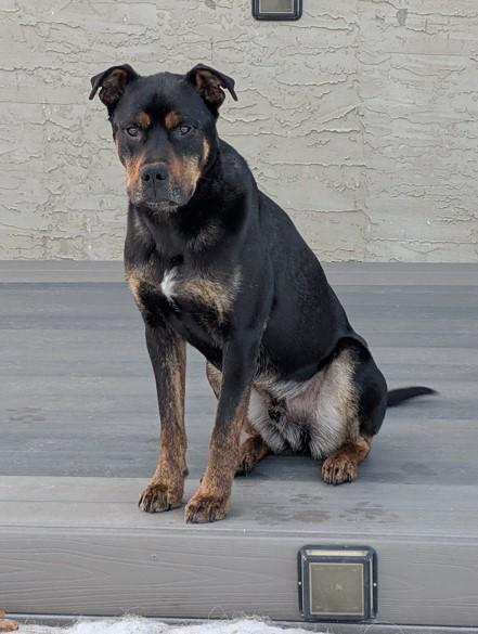 Dallas, an adoptable Rottweiler in Edmonton, AB, T5Y 3N6 | Photo Image 3