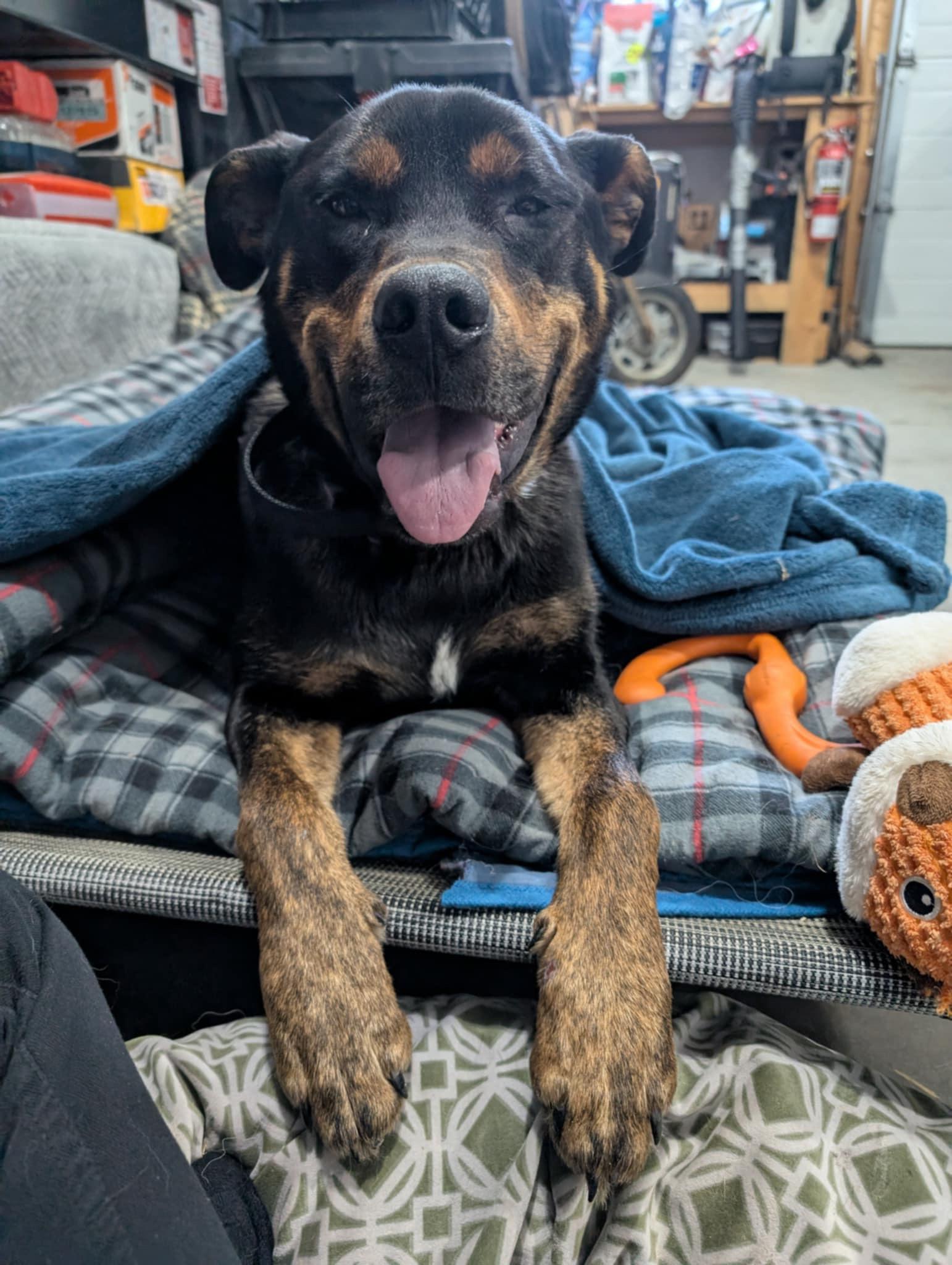 Dallas, an adoptable Rottweiler in Edmonton, AB, T5Y 3N6 | Photo Image 5