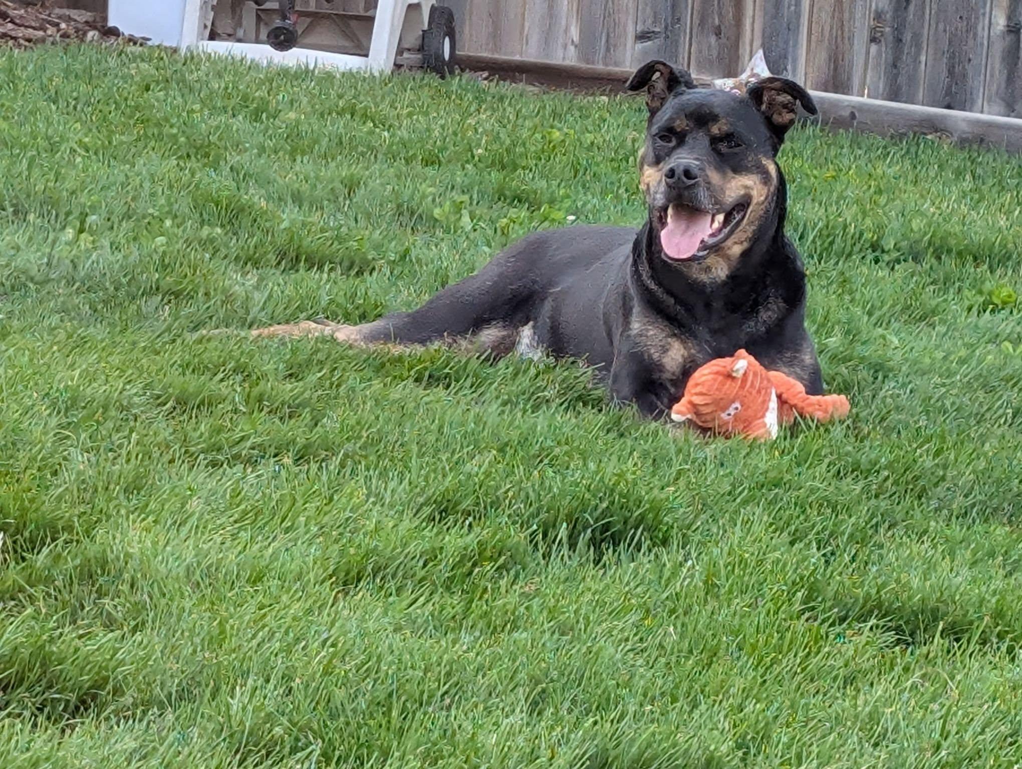 Dallas, an adoptable Rottweiler in Edmonton, AB, T5Y 3N6 | Photo Image 2