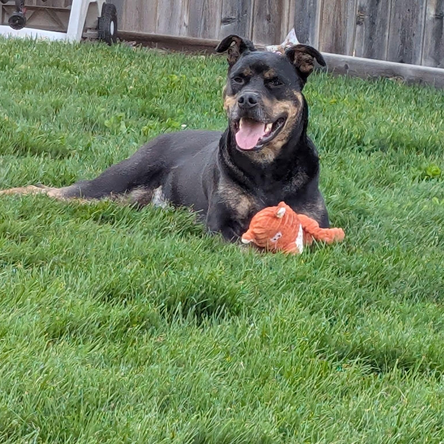 Dallas, an adoptable Rottweiler in Edmonton, AB, T5Y 3N6 | Photo Image 6