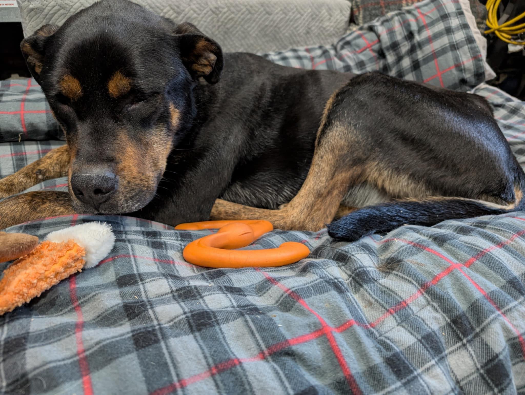 Dallas, an adoptable Rottweiler in Edmonton, AB, T5Y 3N6 | Photo Image 6