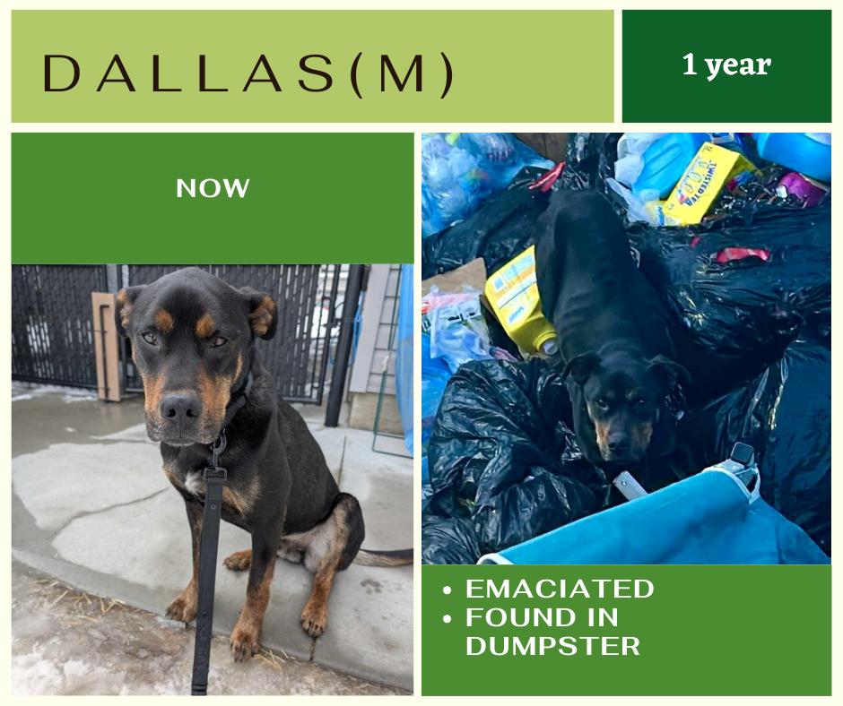 Dallas, an adoptable Rottweiler in Edmonton, AB, T5Y 3N6 | Photo Image 1