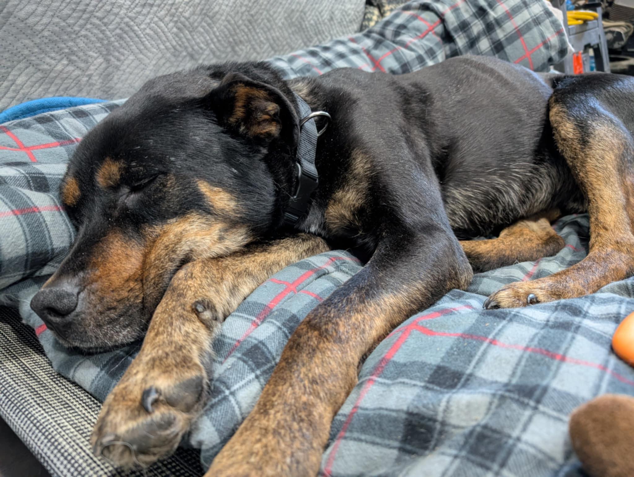 Dallas, an adoptable Rottweiler in Edmonton, AB, T5Y 3N6 | Photo Image 4