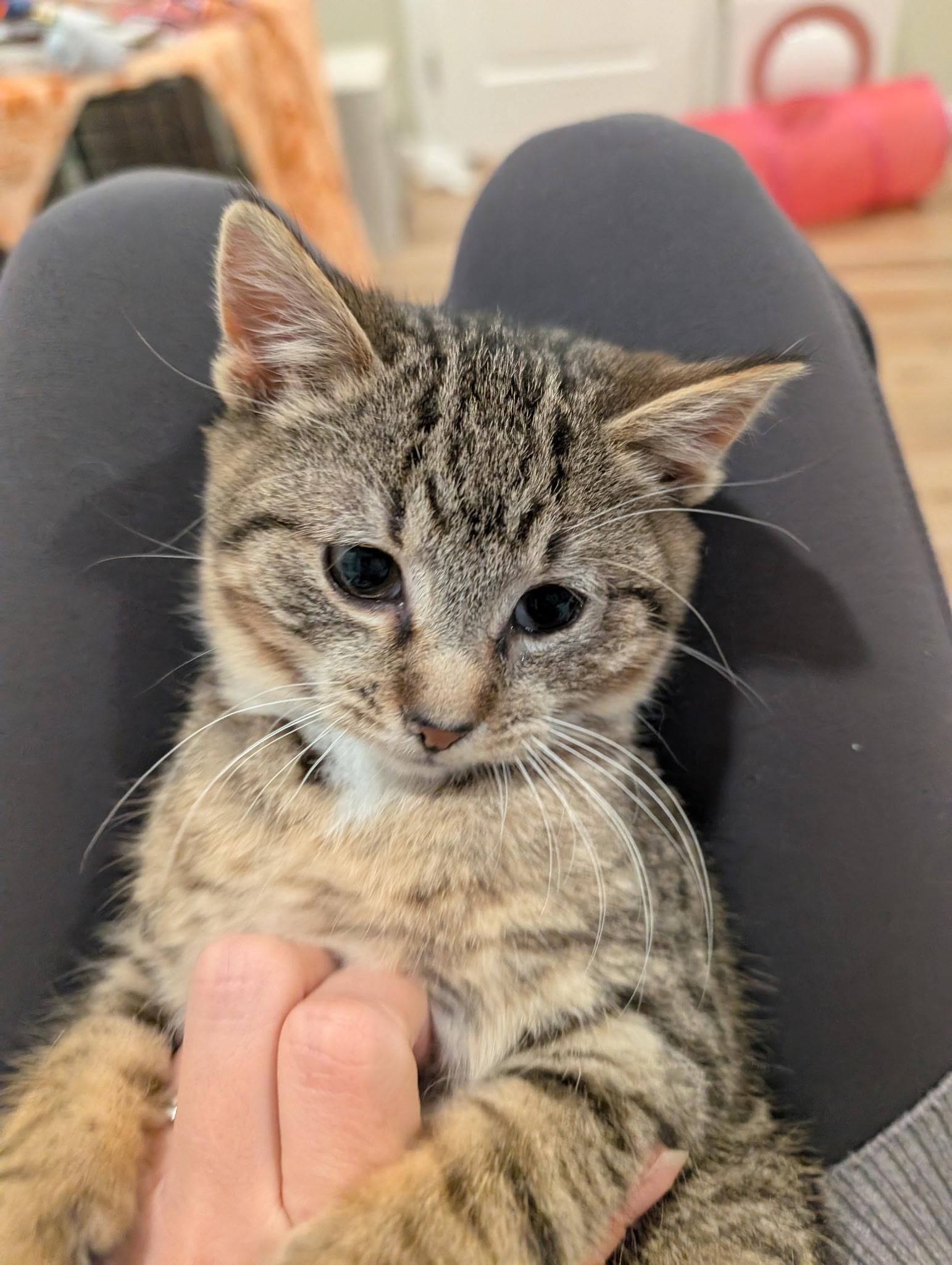 Marv, Adoptable, Kitten Male Domestic Short Hair.