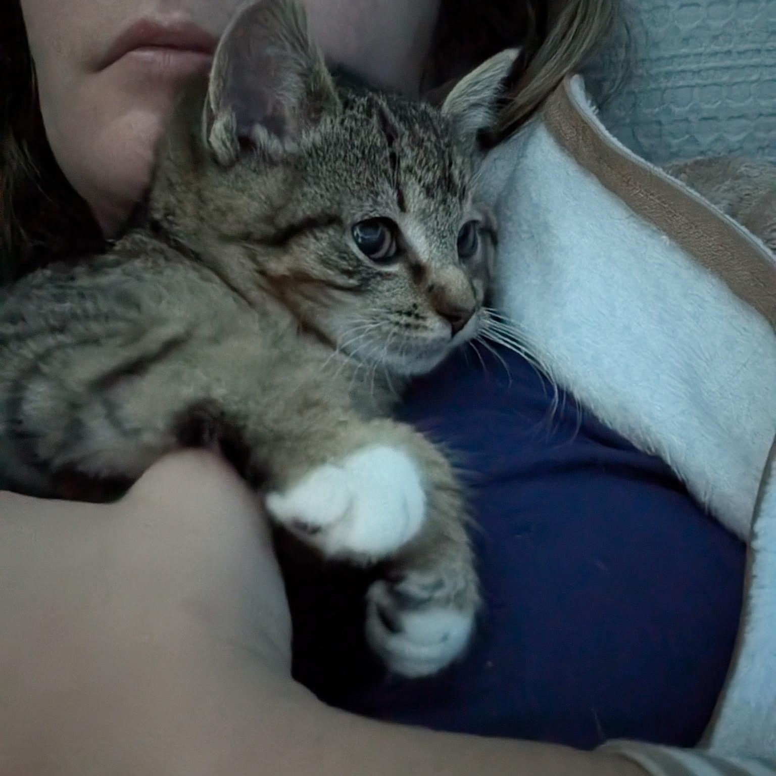 Enlarge Marv, an adoption pending Domestic Short Hair in Staten Island, NY image 3/6