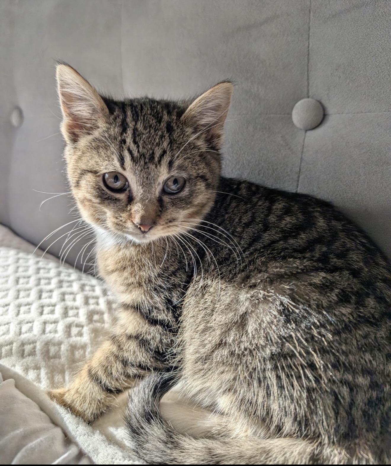 Enlarge Marv, an adoption pending Domestic Short Hair in Staten Island, NY image 2/6