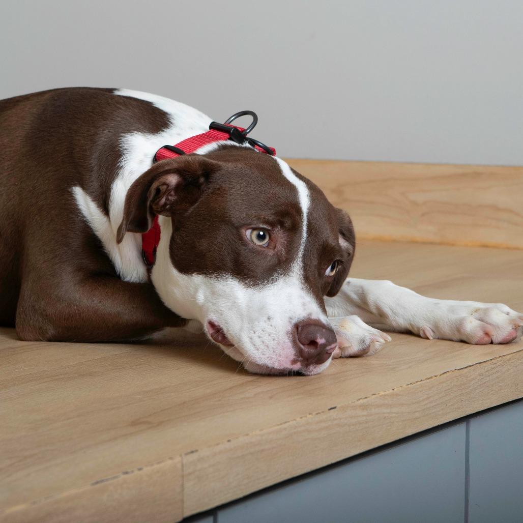 Miles (tripod) D67267, a Adoptable mixed breed in Minnetonka, MN image 1/5