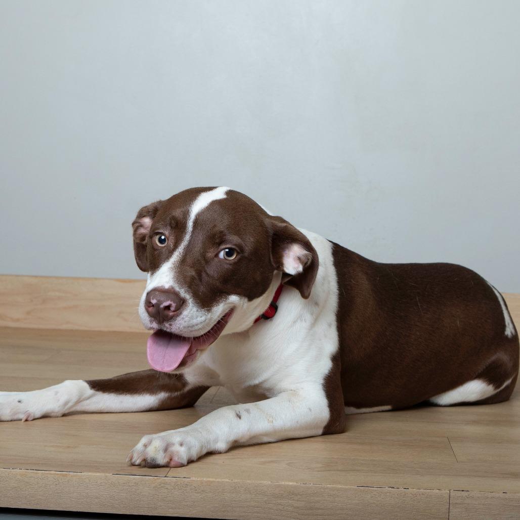 Miles (tripod) D67267, a Adoptable mixed breed in Minnetonka, MN image 2/5