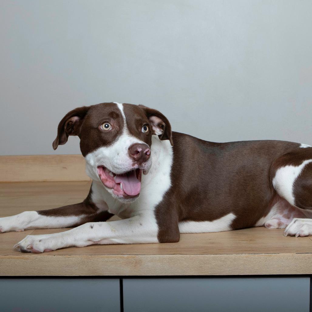 Miles (tripod) D67267, a Adoptable mixed breed in Minnetonka, MN image 3/5