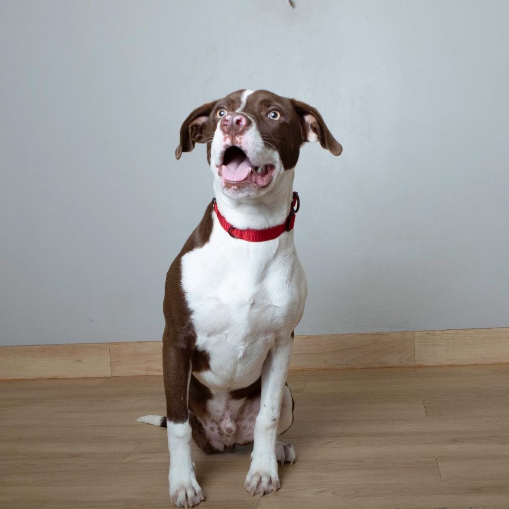 Miles (tripod) D67267, a Adoptable mixed breed in Minnetonka, MN image 4/5