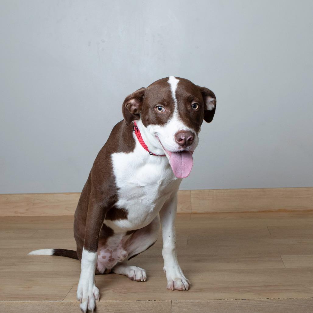 Miles (tripod) D67267, a Adoptable mixed breed in Minnetonka, MN image 5/5