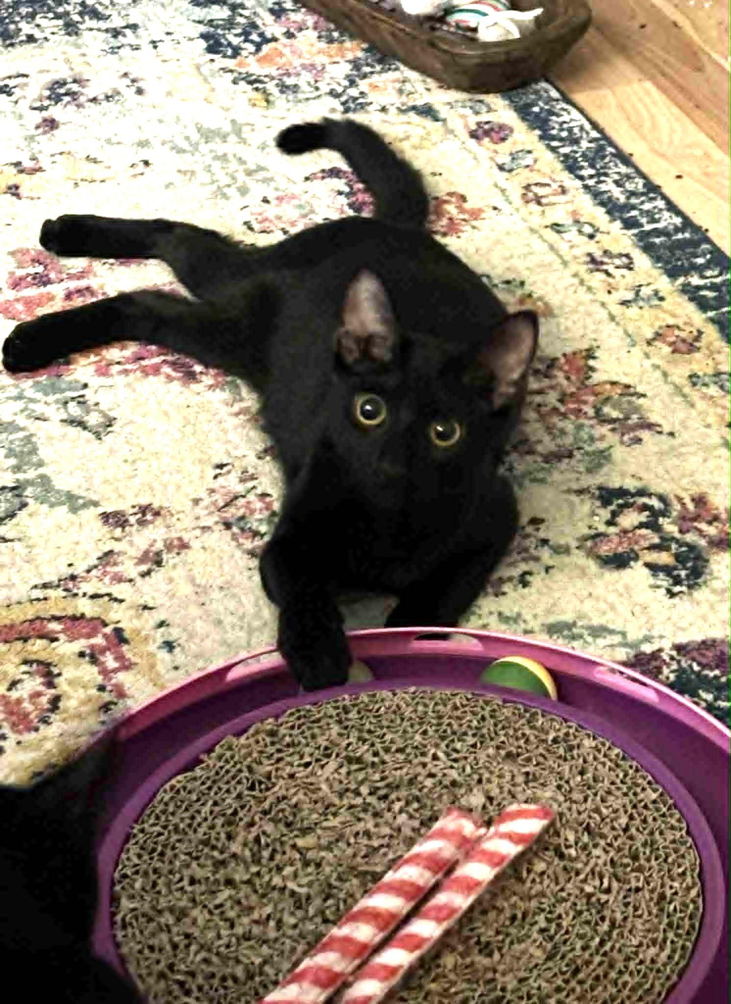 Tina AND Dianna, a Adoptable Domestic Short Hair in Gonic, NH image 1/3