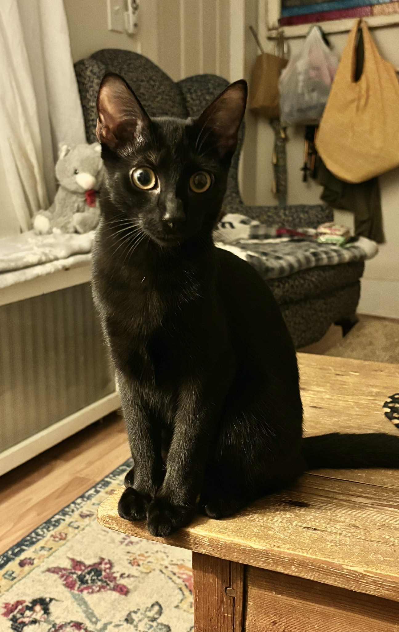 Tina AND Dianna, a Adoptable Domestic Short Hair in Gonic, NH image 3/3