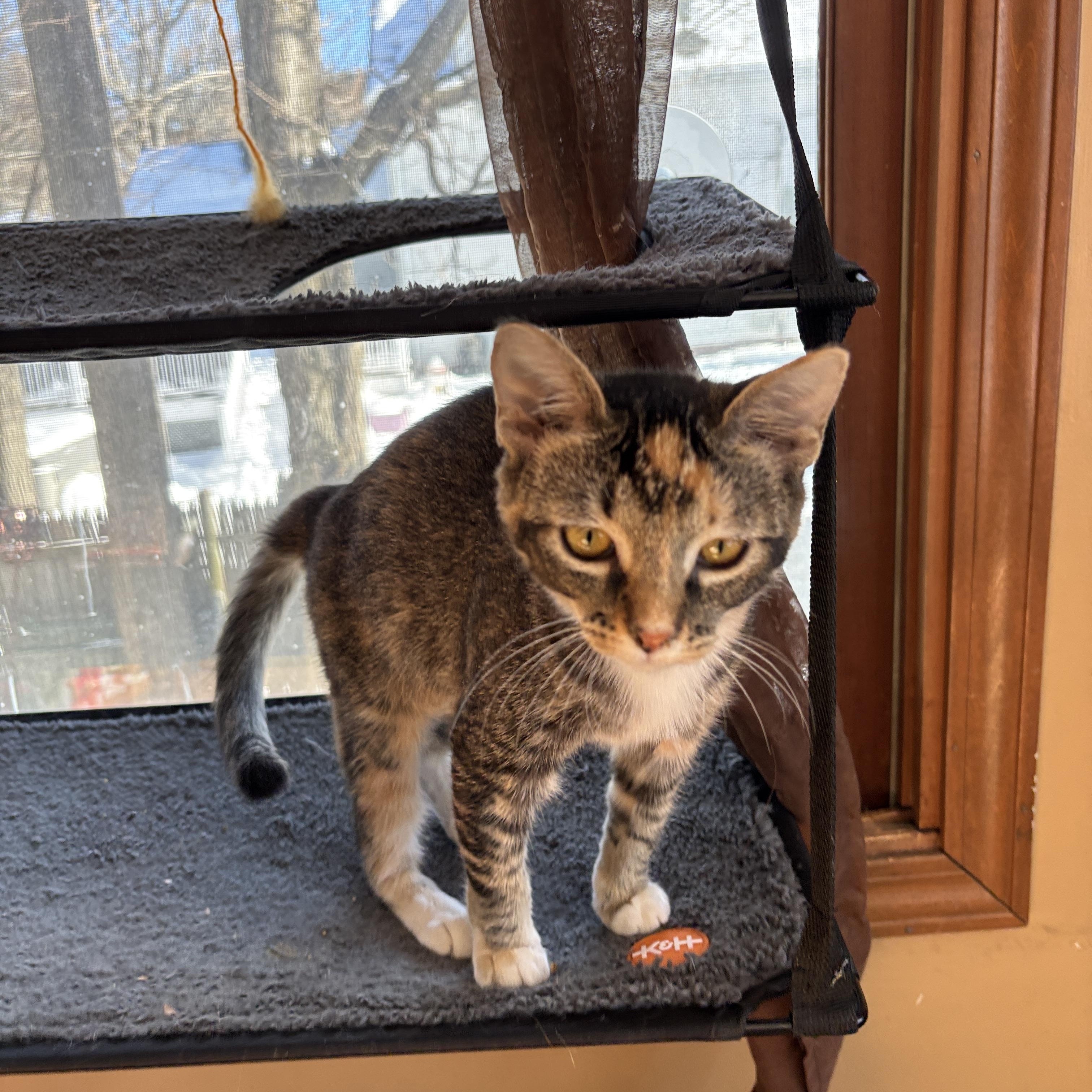 Enlarge Cheetah and Stella, an adopted Torbie in Melrose, MA image 4/5