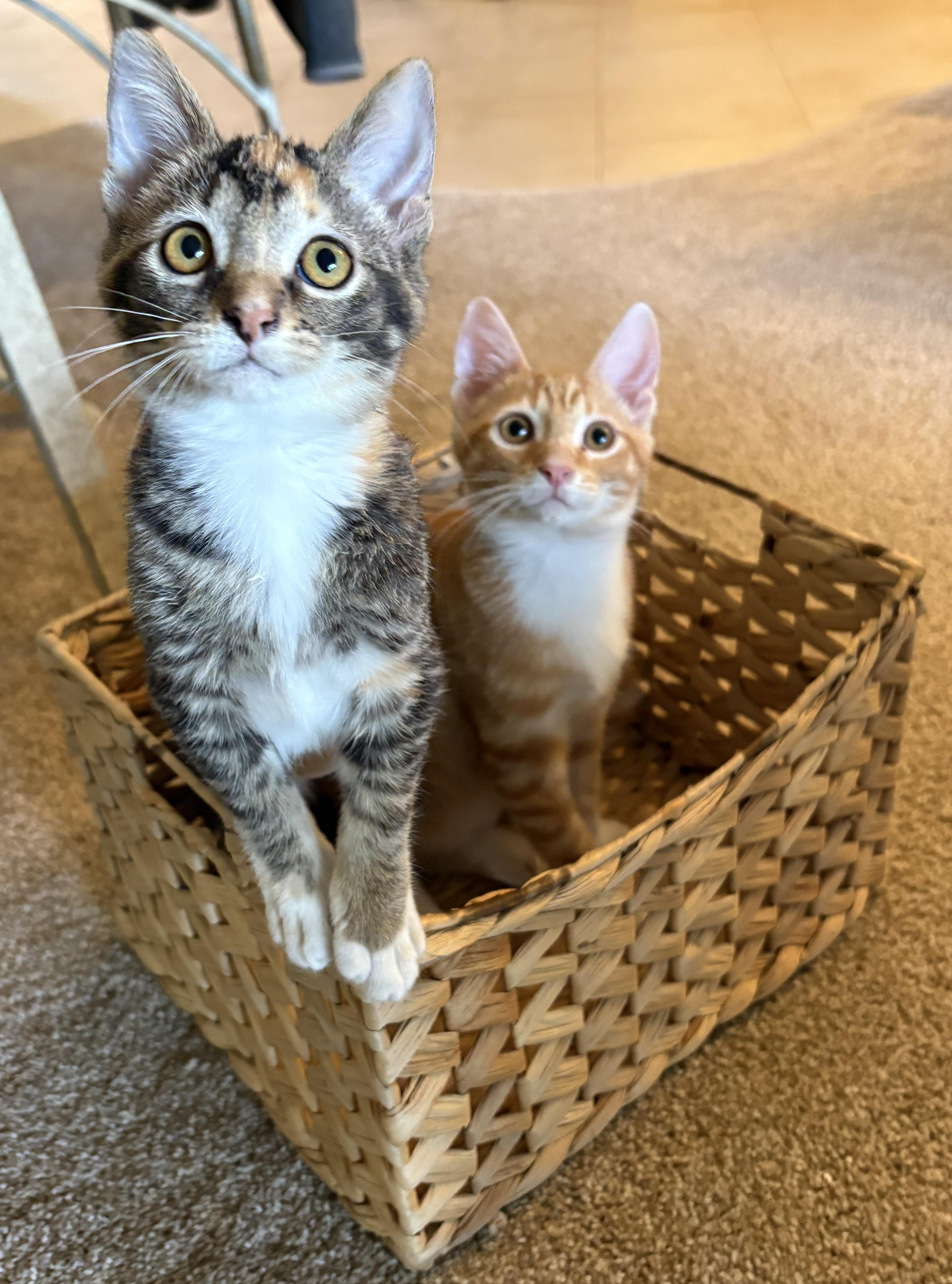Enlarge Cheetah and Stella, an adopted Torbie in Melrose, MA image 1/5