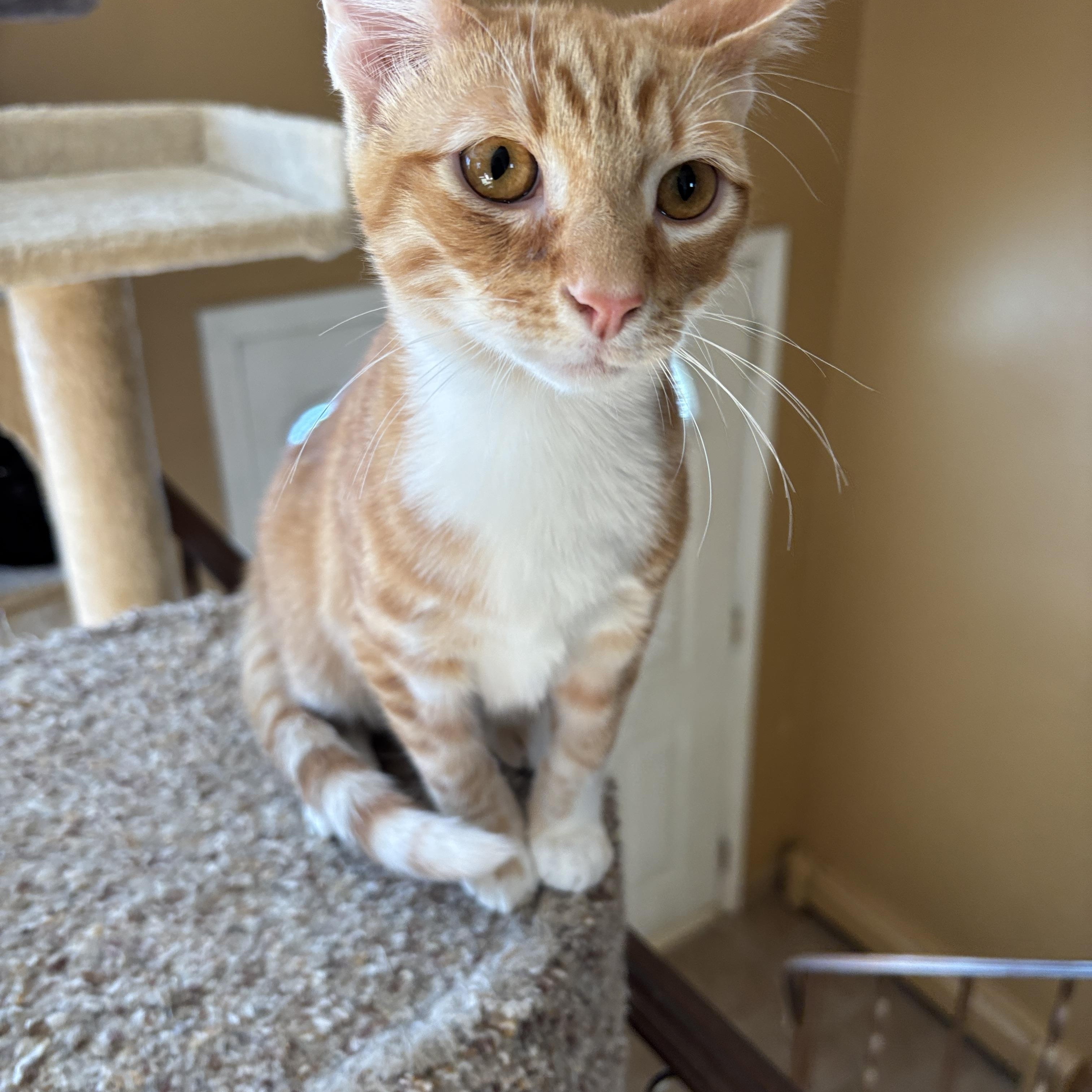 Enlarge Cheetah and Stella, an adopted Torbie in Melrose, MA image 2/5