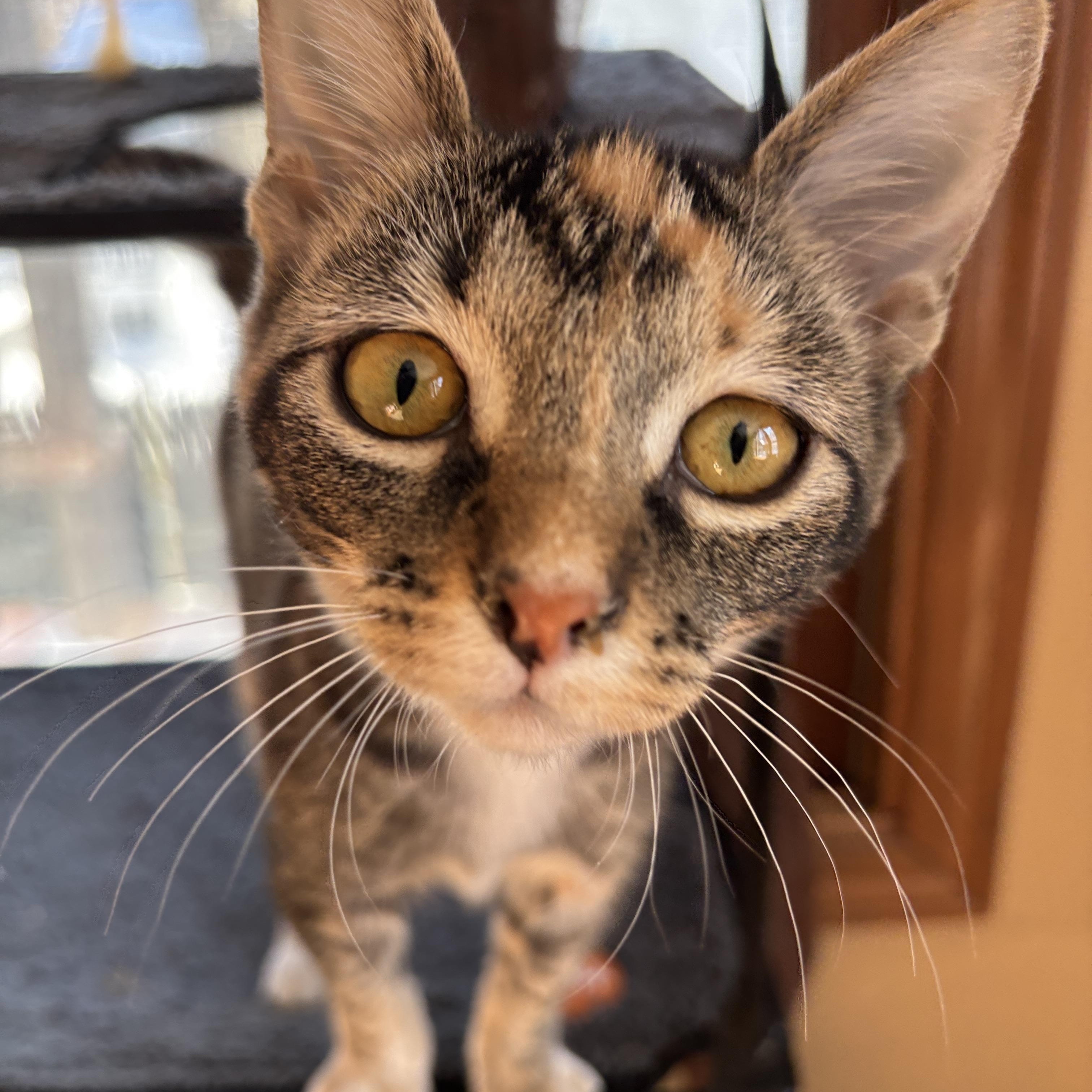 Enlarge Cheetah and Stella, an adopted Torbie in Melrose, MA image 5/5