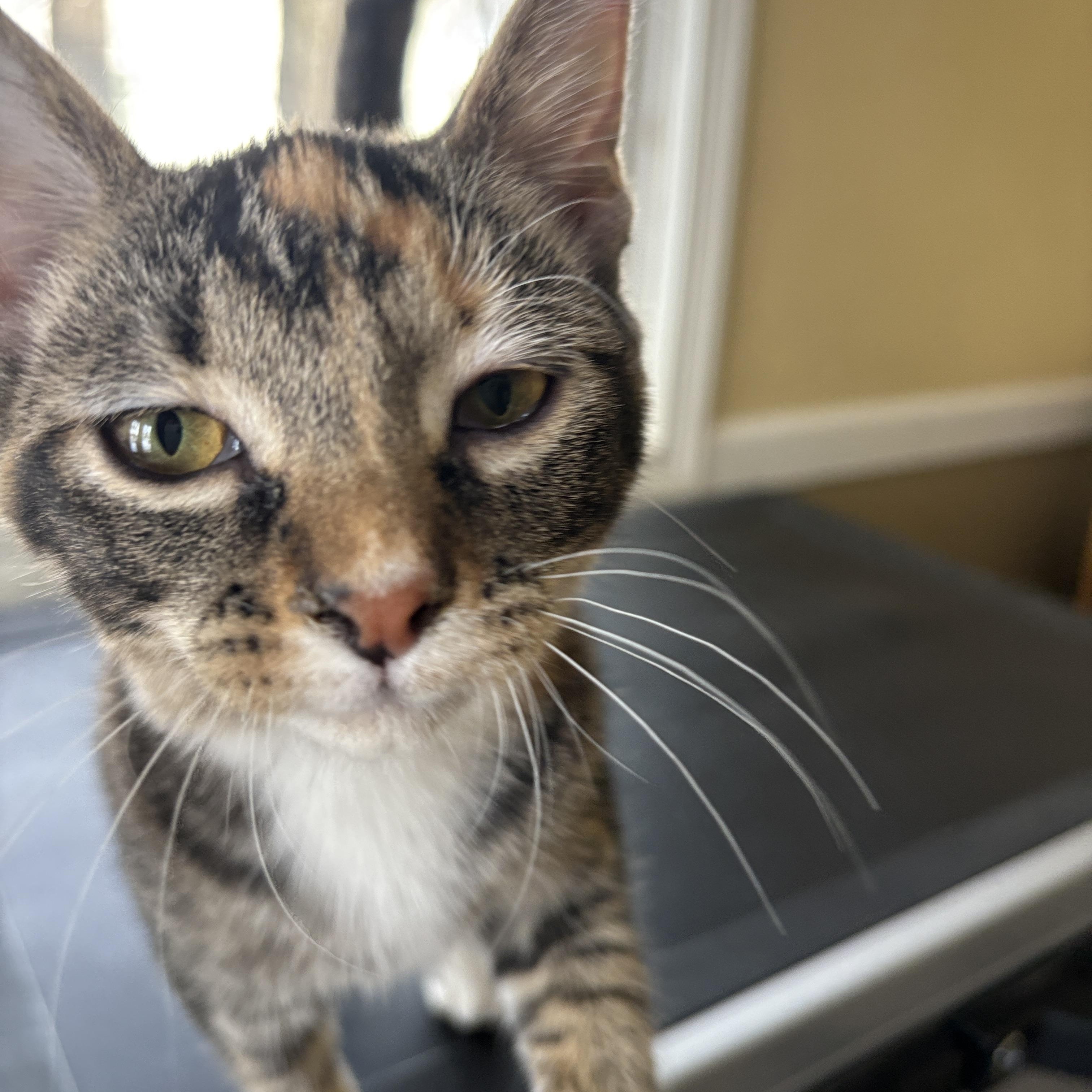 Enlarge Cheetah and Stella, an adopted Torbie in Melrose, MA image 3/5