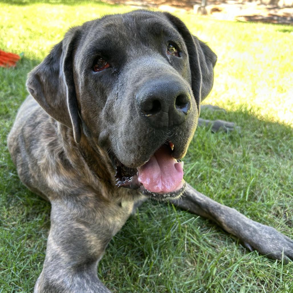 Jim, Adoptable, Adult Male Mixed Breed & Mastiff.