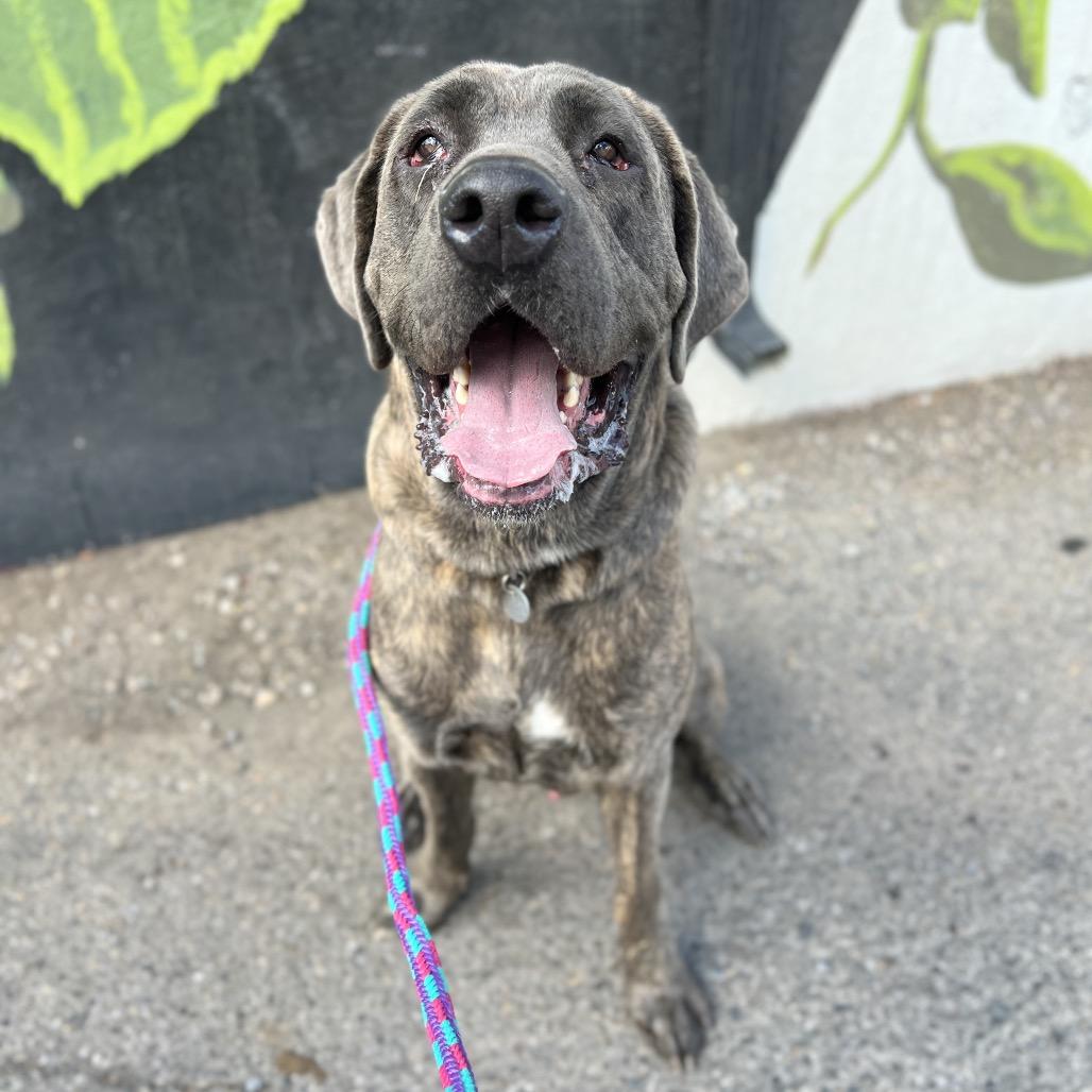 Enlarge Jim, a Adoptable mixed breed in Salt Lake City, UT image 2/6
