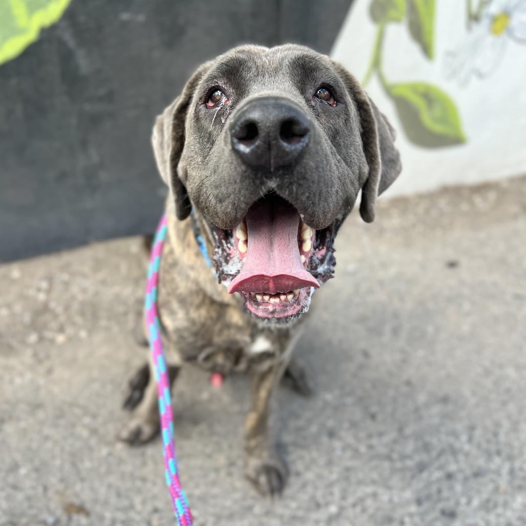 Enlarge Jim, a Adoptable mixed breed in Salt Lake City, UT image 3/6