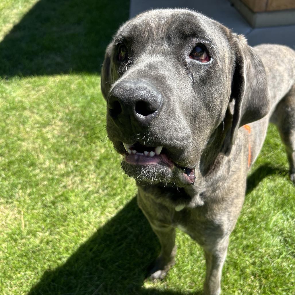 Enlarge Jim, a Adoptable mixed breed in Salt Lake City, UT image 4/6