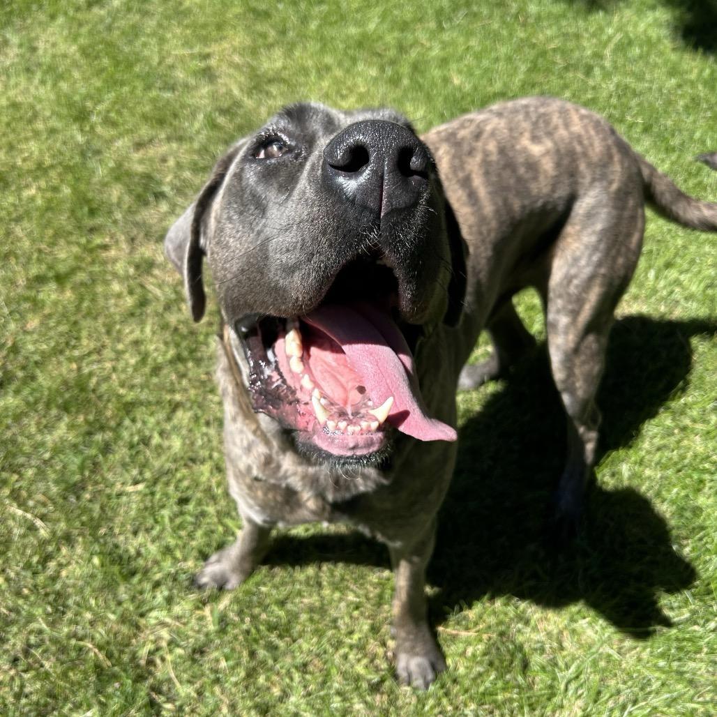Enlarge Jim, a Adoptable mixed breed in Salt Lake City, UT image 5/6