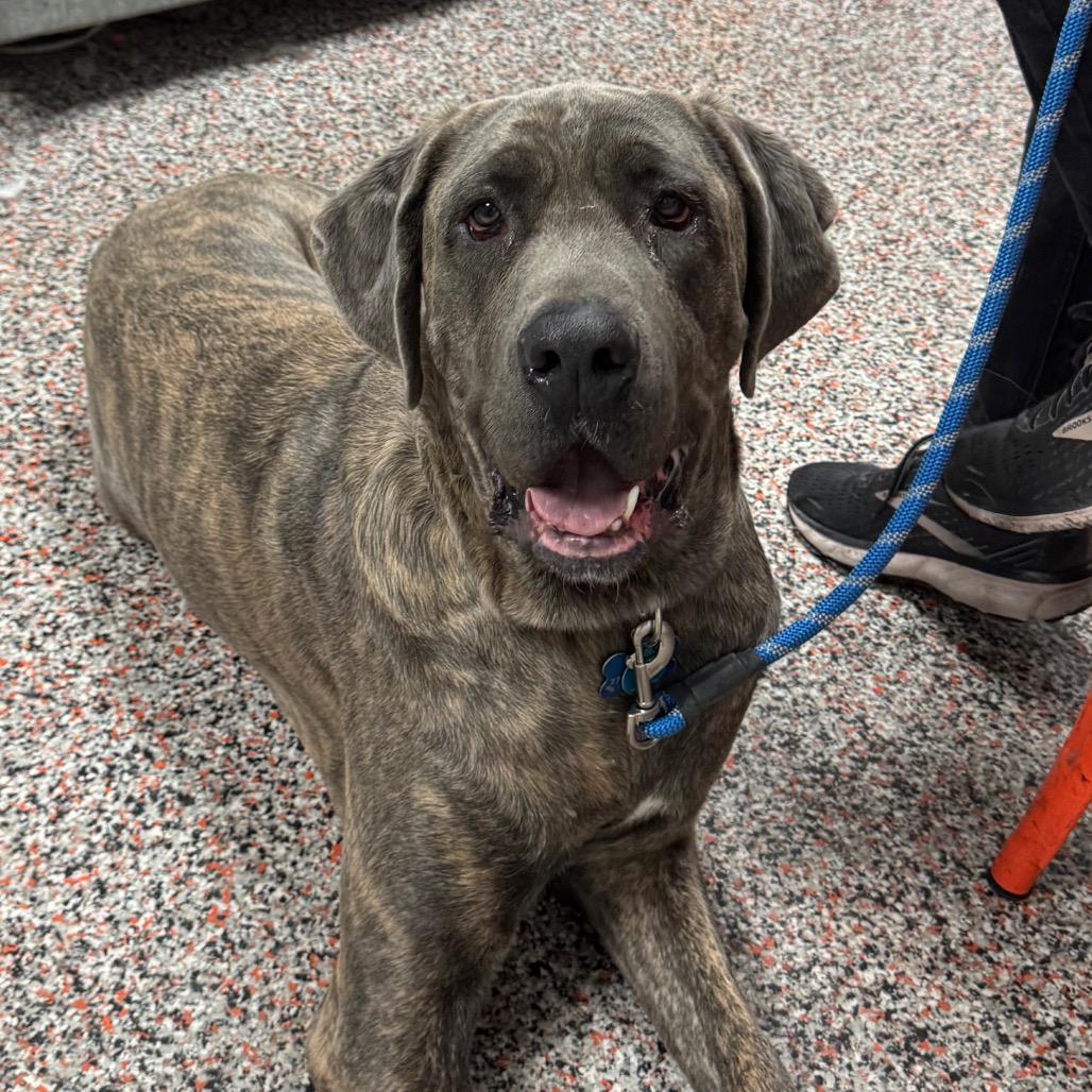 Enlarge Jim, a Adoptable mixed breed in Salt Lake City, UT image 6/6