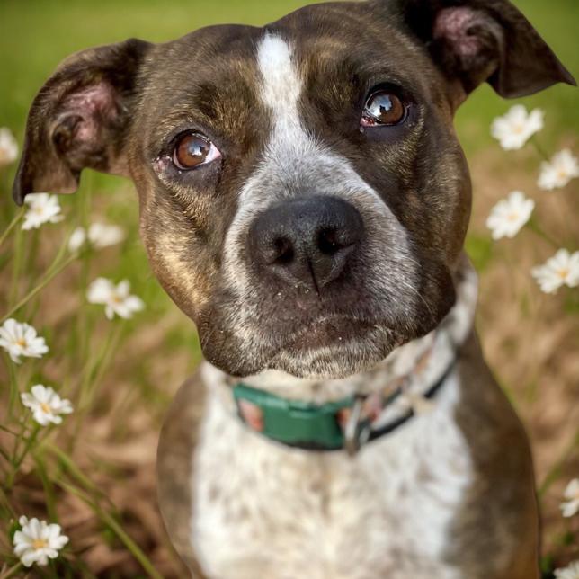 Bella Swan 25-1761, Adoptable, Adult Female Mixed Breed.