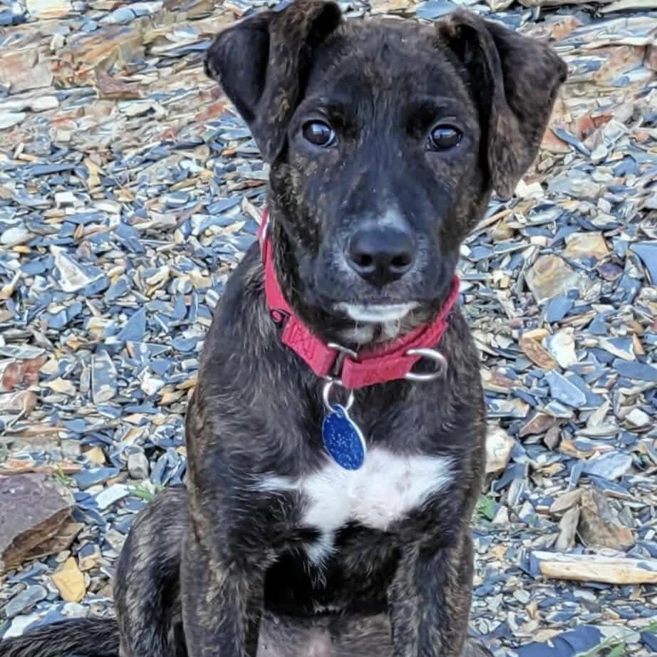 Dog available for adoption - (603) 809-5456