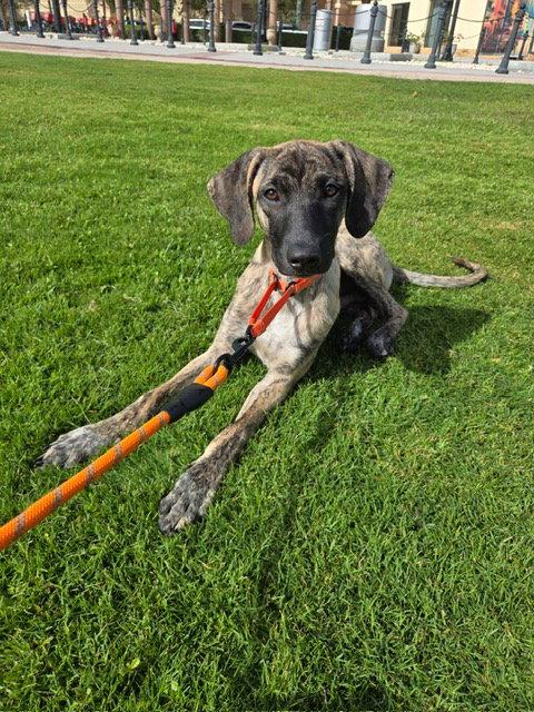 CROSBY, Adoptable, Puppy Male Greyhound & Saluki.