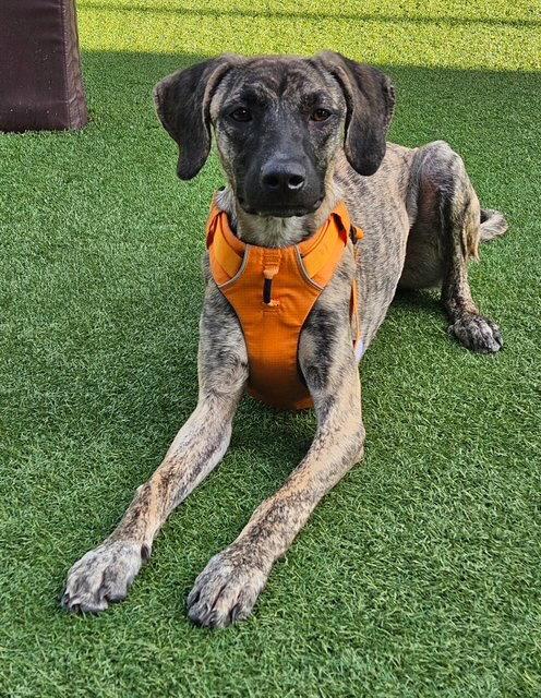 Enlarge CROSBY, a Adoptable mixed breed in Agoura Hills, CA image 2/3