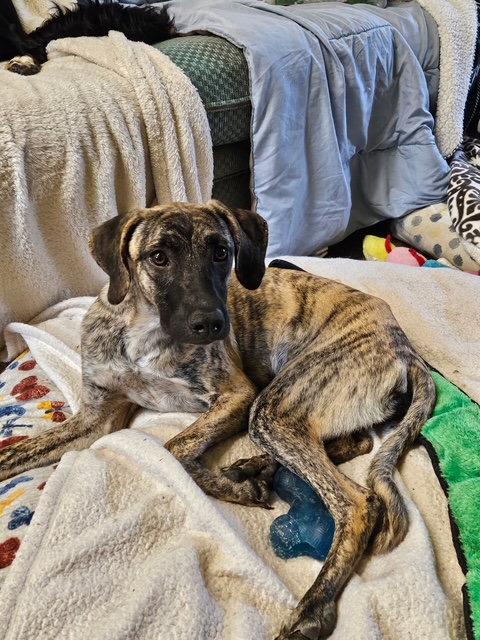 Enlarge CROSBY, a Adoptable mixed breed in Agoura Hills, CA image 3/3