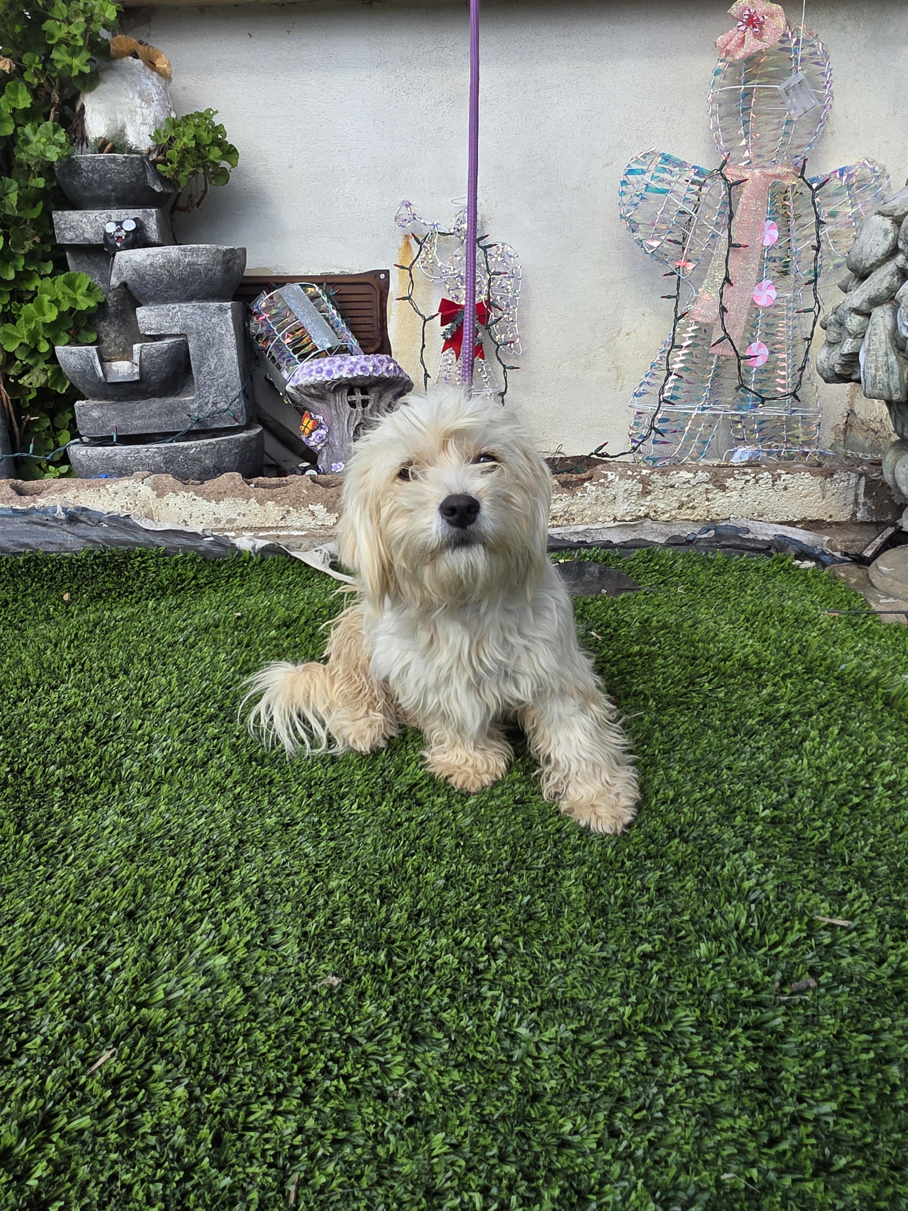 Bella, a Adoptable mixed breed in Aliso viejo, CA image 2/6