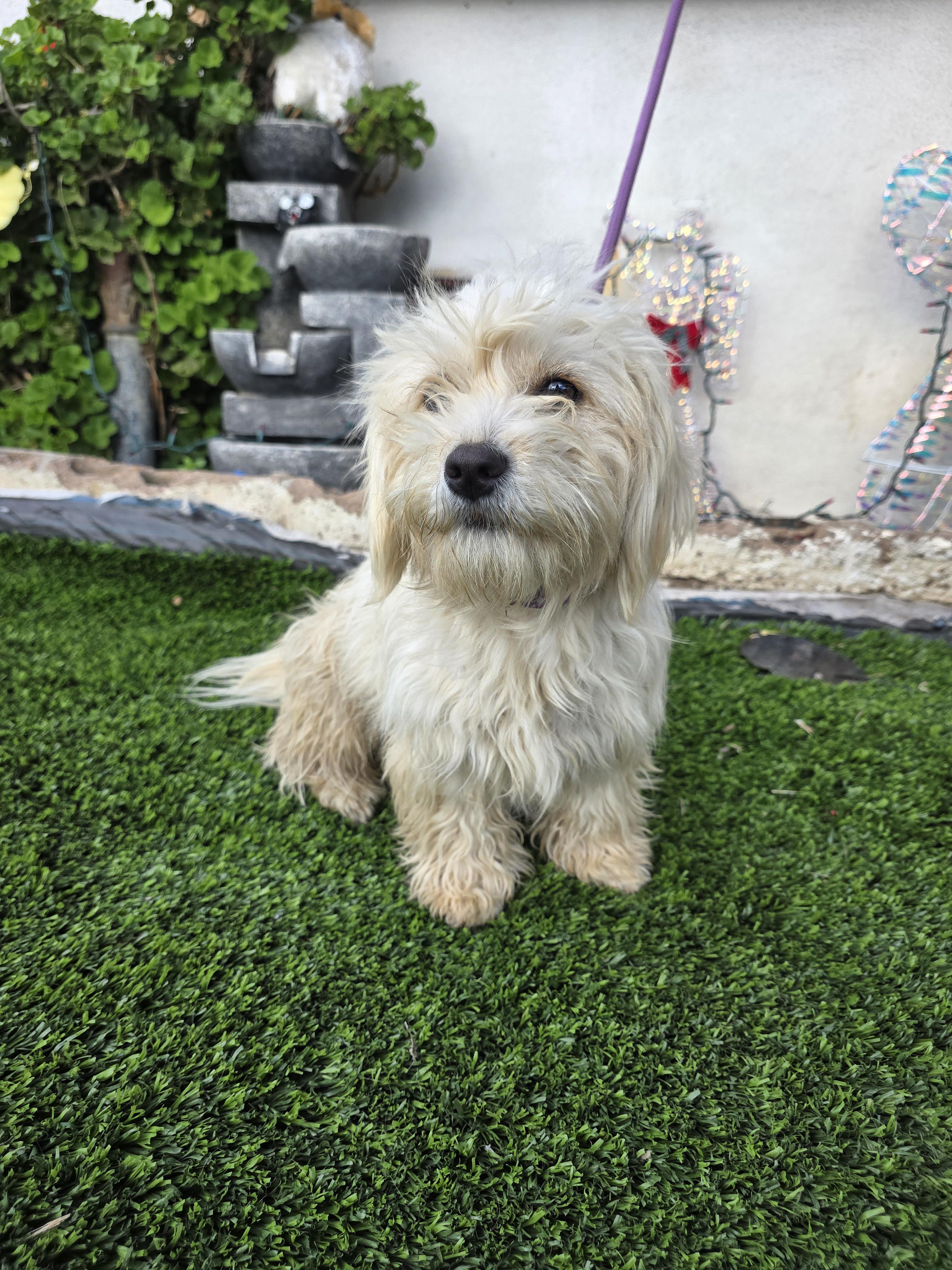 Bella, a Adoptable mixed breed in Aliso viejo, CA image 3/6