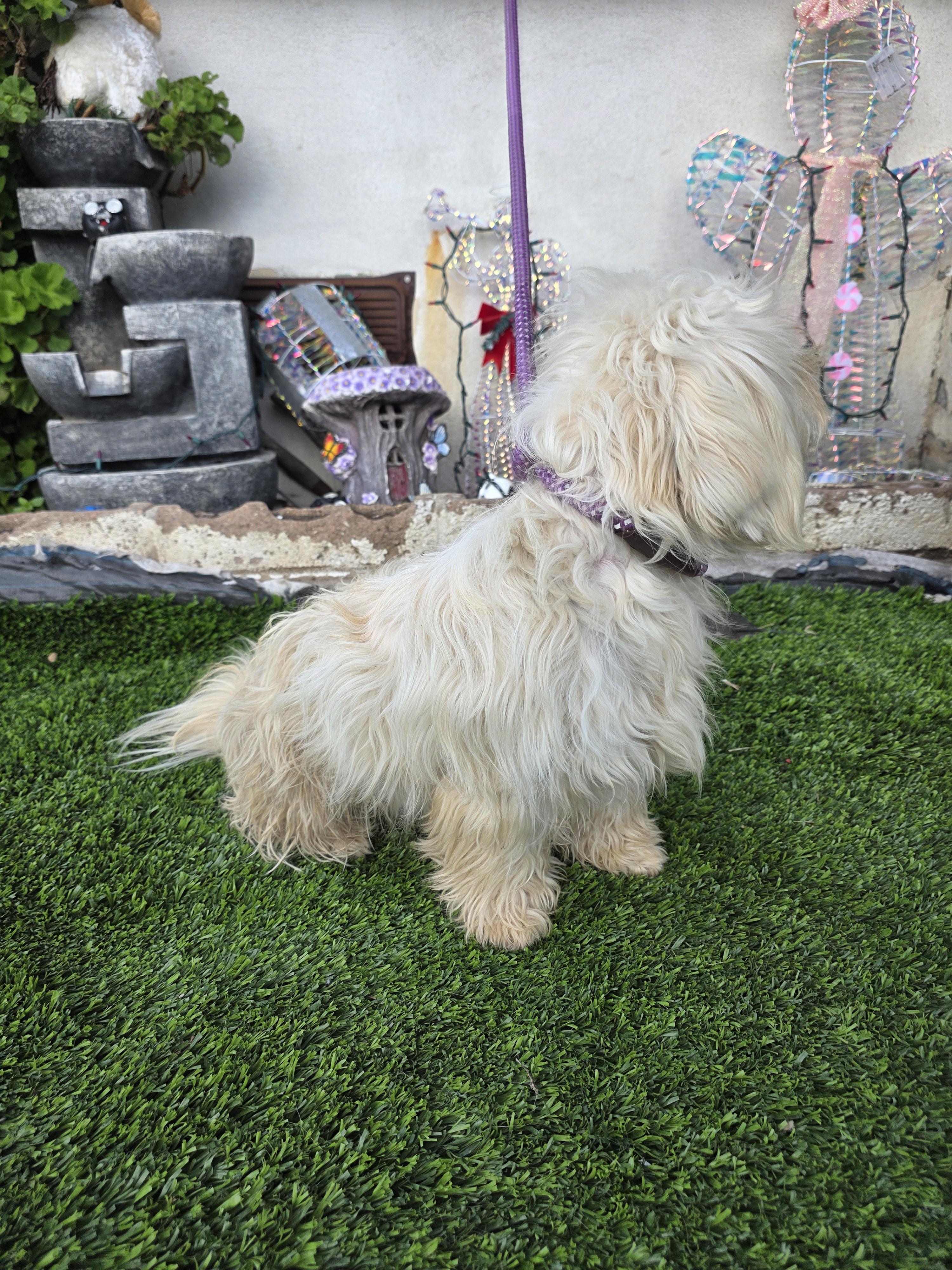 Bella, a Adoptable mixed breed in Aliso viejo, CA image 4/6