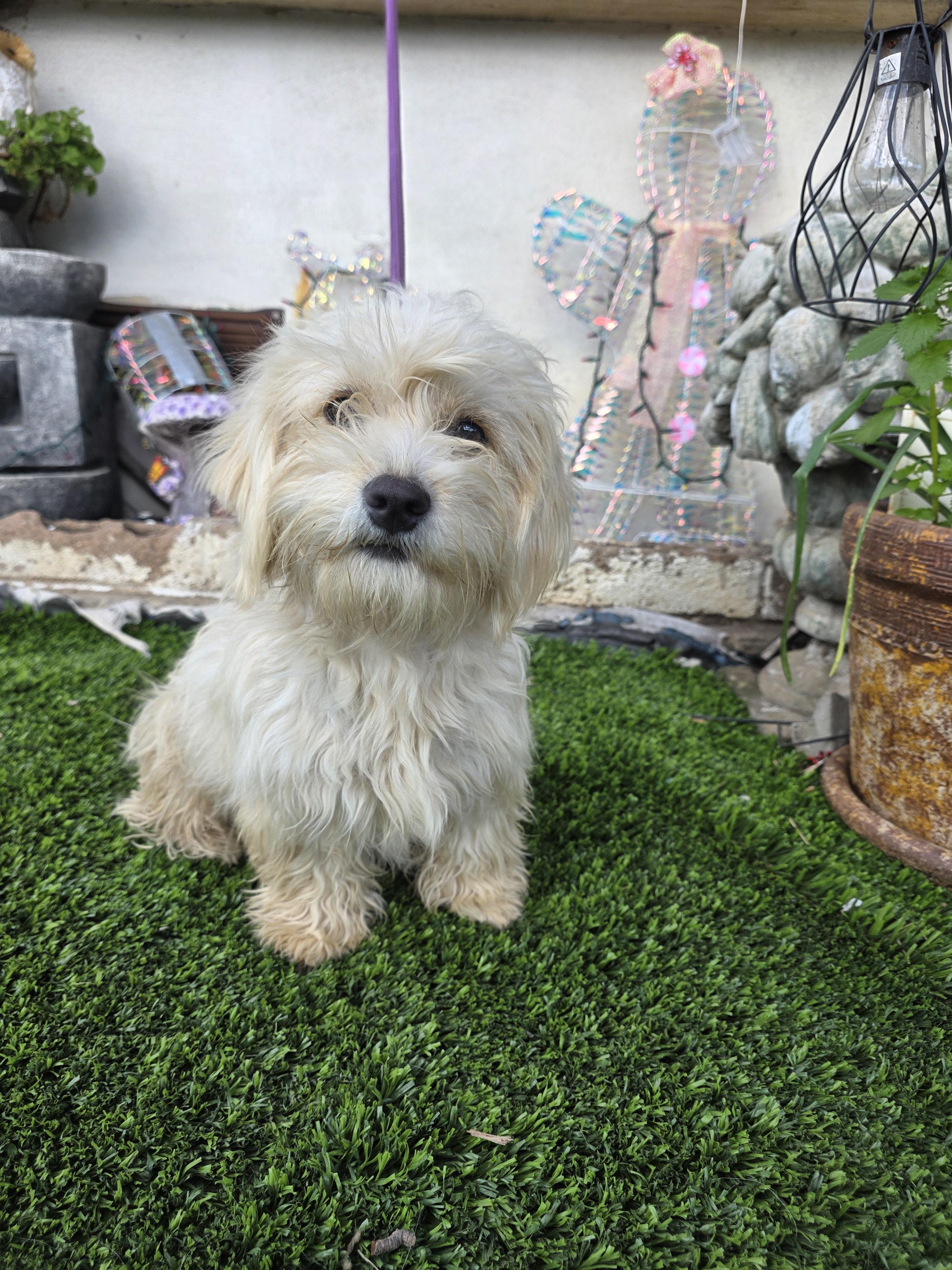 Bella, a Adoptable mixed breed in Aliso viejo, CA image 6/6