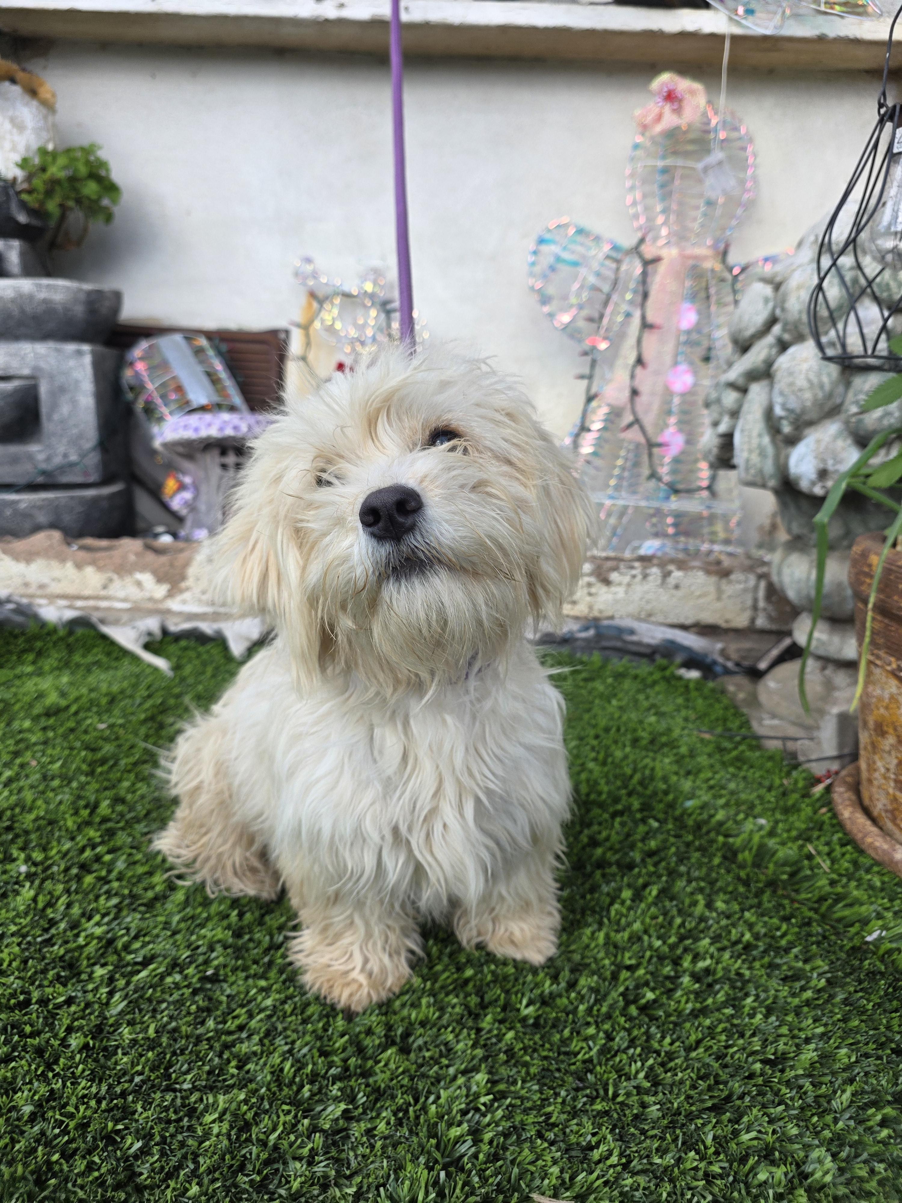 Bella, a Adoptable mixed breed in Aliso viejo, CA image 1/6