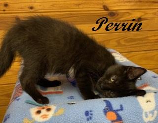 Perrin 2