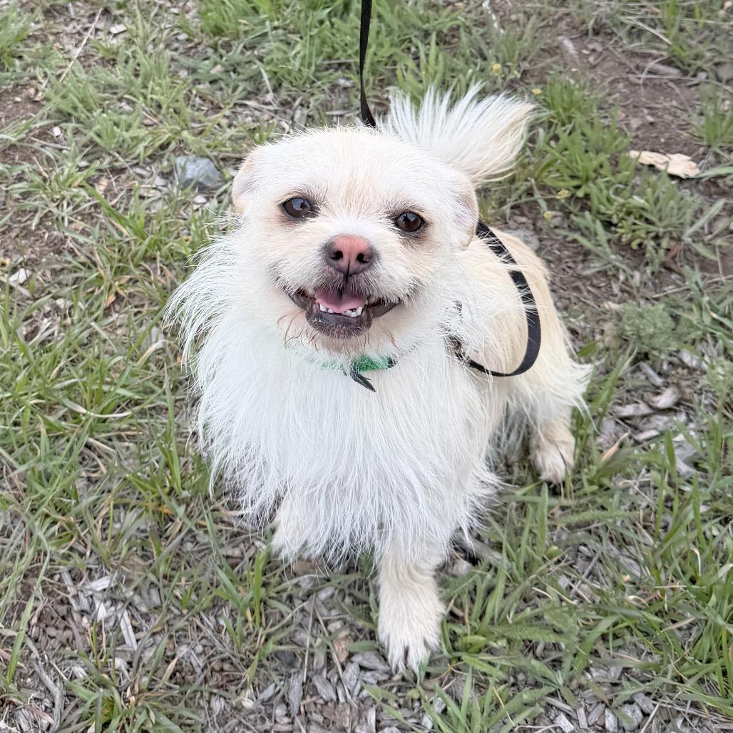 Enlarge Snow, a Adoptable mixed breed in Hailey, ID image 1/3