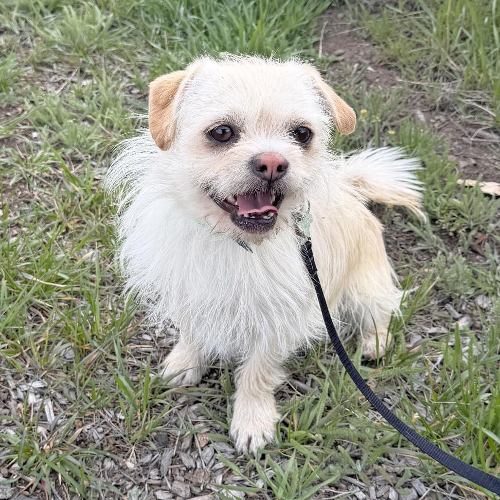 Enlarge Snow, a Adoptable mixed breed in Hailey, ID image 2/3