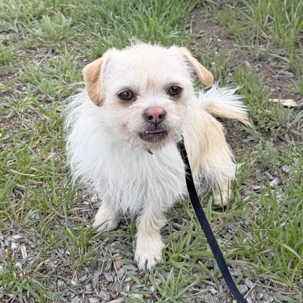 Enlarge Snow, a Adoptable mixed breed in Hailey, ID image 3/3
