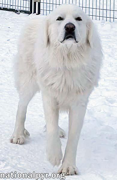 Chacha In In  thumbnail 2