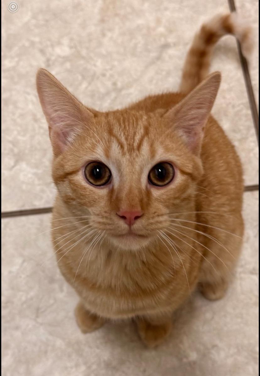 Enlarge Anakin, a Adopted Domestic Short Hair in Burgaw, NC image 1/1