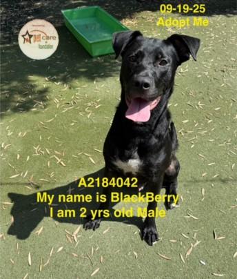 Enlarge BLACKBERRY, a Adoptable mixed breed in Los Angeles, CA image 1/1