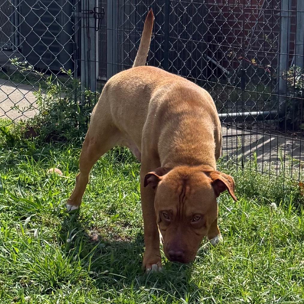 Arden, a Adoptable mixed breed in Jacksonville, AR image 1/6