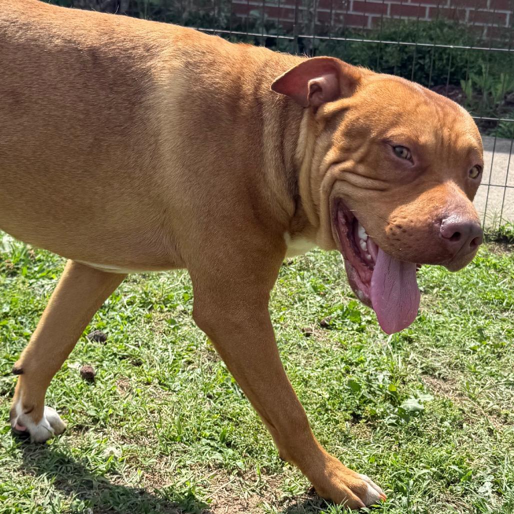 Arden, a Adoptable mixed breed in Jacksonville, AR image 2/6